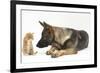 German Shepherd Dog Looking at a Ginger Kitten-Mark Taylor-Framed Photographic Print