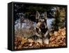 German Shepherd Dog Lying in Leaves-Lynn M^ Stone-Framed Stretched Canvas