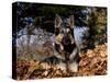 German Shepherd Dog Lying in Leaves-Lynn M^ Stone-Stretched Canvas