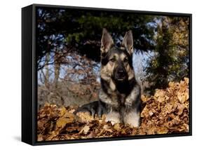 German Shepherd Dog Lying in Leaves-Lynn M^ Stone-Framed Stretched Canvas