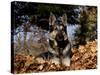 German Shepherd Dog Lying in Leaves-Lynn M^ Stone-Stretched Canvas