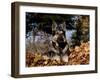 German Shepherd Dog Lying in Leaves-Lynn M^ Stone-Framed Photographic Print