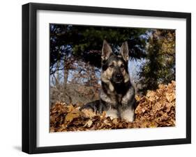 German Shepherd Dog Lying in Leaves-Lynn M^ Stone-Framed Photographic Print