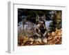 German Shepherd Dog Lying in Leaves-Lynn M^ Stone-Framed Photographic Print