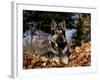 German Shepherd Dog Lying in Leaves-Lynn M^ Stone-Framed Photographic Print