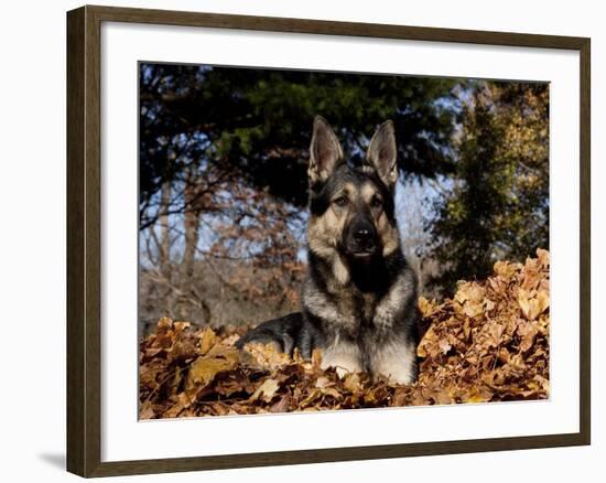 German Shepherd Dog Lying in Leaves-Lynn M^ Stone-Framed Photographic Print