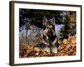 German Shepherd Dog Lying in Leaves-Lynn M^ Stone-Framed Photographic Print