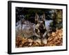 German Shepherd Dog Lying in Leaves-Lynn M^ Stone-Framed Photographic Print