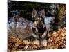 German Shepherd Dog Lying in Leaves-Lynn M^ Stone-Mounted Photographic Print