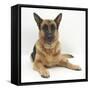 German Shepherd Dog Lying with Head Up-Mark Taylor-Framed Stretched Canvas