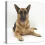 German Shepherd Dog Lying with Head Up-Mark Taylor-Stretched Canvas