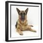 German Shepherd Dog Lying with Head Up-Mark Taylor-Framed Photographic Print