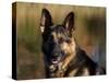 German Shepherd Dog, Potrait-Lynn M^ Stone-Stretched Canvas