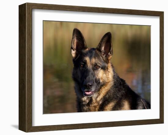 German Shepherd Dog, Potrait-Lynn M^ Stone-Framed Photographic Print