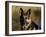 German Shepherd Dog, Potrait-Lynn M^ Stone-Framed Photographic Print