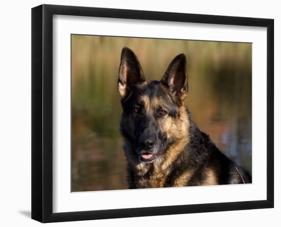 German Shepherd Dog, Potrait-Lynn M^ Stone-Framed Photographic Print