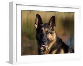 German Shepherd Dog, Potrait-Lynn M^ Stone-Framed Photographic Print