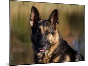 German Shepherd Dog, Potrait-Lynn M^ Stone-Mounted Photographic Print