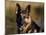 German Shepherd Dog, Potrait-Lynn M^ Stone-Mounted Photographic Print