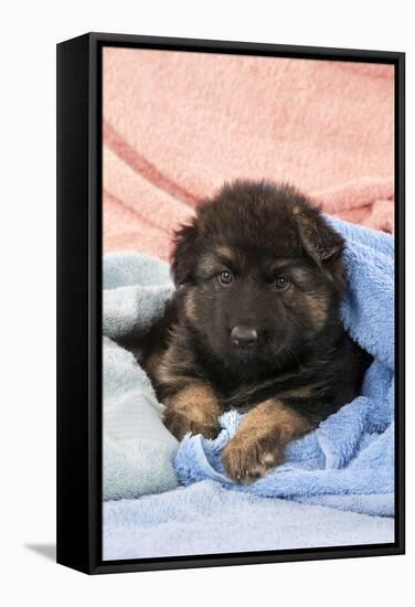 German Shepherd Dog Puppy Sitting on Blankets-null-Framed Stretched Canvas