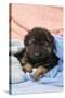 German Shepherd Dog Puppy Sitting on Blankets-null-Stretched Canvas