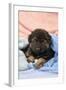 German Shepherd Dog Puppy Sitting on Blankets-null-Framed Photographic Print