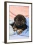 German Shepherd Dog Puppy Sitting on Blankets-null-Framed Photographic Print