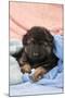 German Shepherd Dog Puppy Sitting on Blankets-null-Mounted Photographic Print