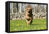 German Shepherd Dog Running in Meadow of Dandelions with Stone Fence in Background-Lynn M^ Stone-Framed Stretched Canvas