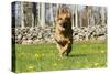 German Shepherd Dog Running in Meadow of Dandelions with Stone Fence in Background-Lynn M^ Stone-Stretched Canvas