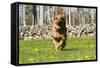 German Shepherd Dog Running in Meadow of Dandelions with Stone Fence in Background-Lynn M^ Stone-Framed Stretched Canvas