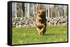 German Shepherd Dog Running in Meadow of Dandelions with Stone Fence in Background-Lynn M^ Stone-Framed Stretched Canvas