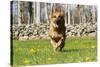 German Shepherd Dog Running in Meadow of Dandelions with Stone Fence in Background-Lynn M^ Stone-Stretched Canvas