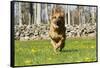 German Shepherd Dog Running in Meadow of Dandelions with Stone Fence in Background-Lynn M^ Stone-Framed Stretched Canvas