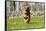 German Shepherd Dog Running in Meadow of Dandelions with Stone Fence in Background-Lynn M^ Stone-Framed Stretched Canvas