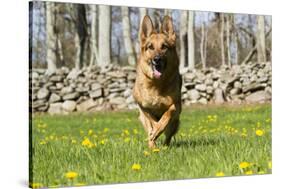 German Shepherd Dog Running in Meadow of Dandelions with Stone Fence in Background-Lynn M^ Stone-Stretched Canvas