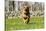 German Shepherd Dog Running in Meadow of Dandelions with Stone Fence in Background-Lynn M^ Stone-Stretched Canvas