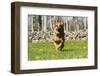 German Shepherd Dog Running in Meadow of Dandelions with Stone Fence in Background-Lynn M^ Stone-Framed Premium Photographic Print