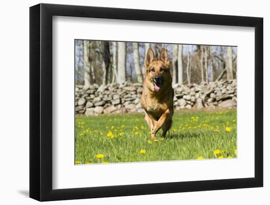 German Shepherd Dog Running in Meadow of Dandelions with Stone Fence in Background-Lynn M^ Stone-Framed Premium Photographic Print