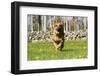 German Shepherd Dog Running in Meadow of Dandelions with Stone Fence in Background-Lynn M^ Stone-Framed Premium Photographic Print