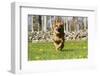 German Shepherd Dog Running in Meadow of Dandelions with Stone Fence in Background-Lynn M^ Stone-Framed Premium Photographic Print