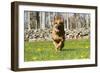 German Shepherd Dog Running in Meadow of Dandelions with Stone Fence in Background-Lynn M^ Stone-Framed Photographic Print