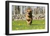 German Shepherd Dog Running in Meadow of Dandelions with Stone Fence in Background-Lynn M^ Stone-Framed Photographic Print
