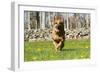 German Shepherd Dog Running in Meadow of Dandelions with Stone Fence in Background-Lynn M^ Stone-Framed Photographic Print