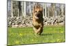 German Shepherd Dog Running in Meadow of Dandelions with Stone Fence in Background-Lynn M^ Stone-Mounted Photographic Print