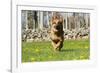 German Shepherd Dog Running in Meadow of Dandelions with Stone Fence in Background-Lynn M^ Stone-Framed Photographic Print