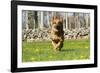 German Shepherd Dog Running in Meadow of Dandelions with Stone Fence in Background-Lynn M^ Stone-Framed Photographic Print