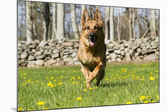 German Shepherd Dog Running in Meadow of Dandelions with Stone Fence in Background-Lynn M^ Stone-Mounted Photographic Print