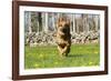 German Shepherd Dog Running in Meadow of Dandelions with Stone Fence in Background-Lynn M^ Stone-Framed Photographic Print