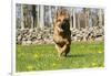 German Shepherd Dog Running in Meadow of Dandelions with Stone Fence in Background-Lynn M^ Stone-Framed Photographic Print